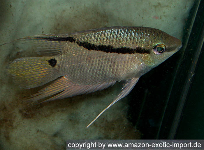 Mesonauta spec. Blue Lip Rio Negro